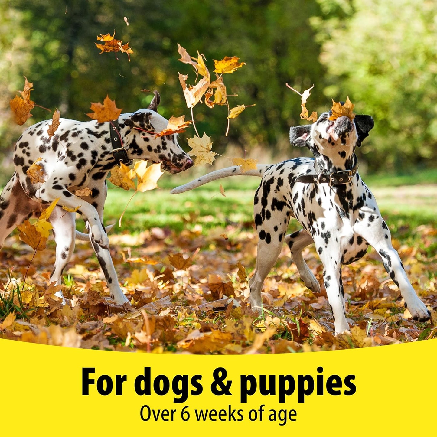 Vetzyme | Dog Vitamins and Supplements, Contains B Plus E for Joint and Mobility